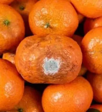 ภัยเงียบจากตะกร้าผลไม้ สัญญาณเตือนที่ไม่ควรมองข้าม