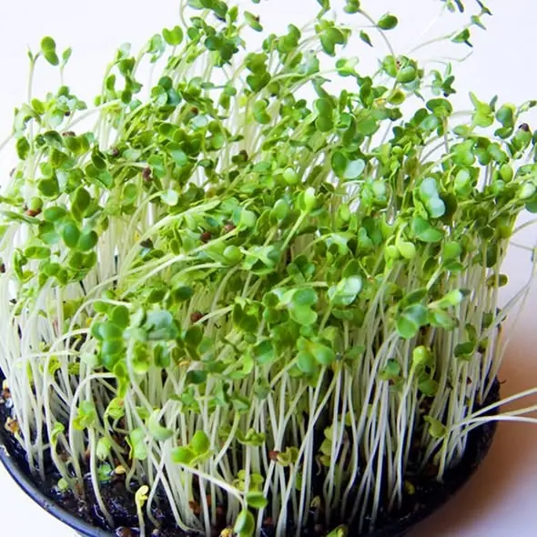 ไขมันพอกตับ ภัยเงียบที่คนไทยไม่ควรละเลย