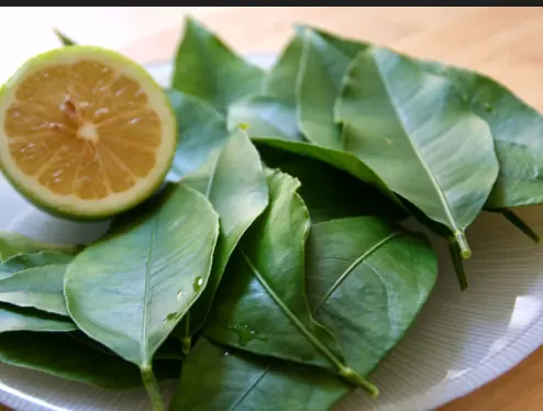 ใบมะกรูด: สมุนไพรล้ำค่าที่หลายคนมองข้าม ทั้งที่ดีต่อสุขภาพอย่างน่าทึ่ง