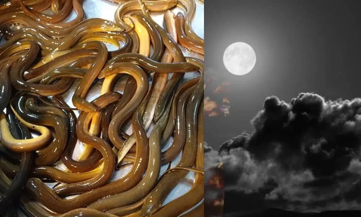 ชาวบ้านมีคำกล่าวว่า “จนแค่ไหนก็อย่ากินปลาไหลมองพระจันทร์” แล้วปลาไหลมองพระจันทร์คืออะไ