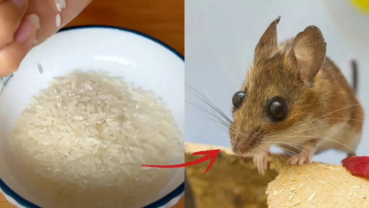 วิธีไล่หนูทั้งฝูงด้วยข้าวเพียงกำมือเดียว โดยไม่ต้องใช้เหยื่อพิษอันตราย
