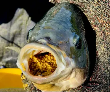 ต่อให้ราคาถูกแค่ไหน ก็ควรหยุดกินปลานิลตั้งแต่วันนี้ เพราะความจริงที่หลายคนไม่เคยรู้