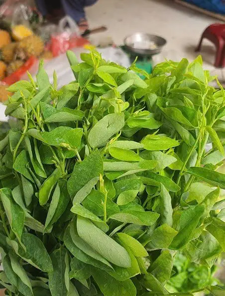 ผักชนิดนี้มีธาตุเหล็กมากกว่าเนื้อวัวถึง 6 เท่า ช่วยบำรุงสุขภาพ: ขึ้นเต็มตามมุมสวน แถมยังใ