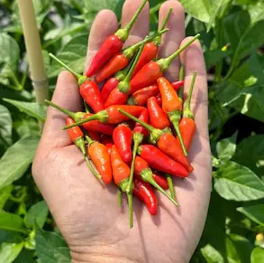 ปลูกพริกอย่ารดแค่น้ำเปล่า! ใช้สิ่งนี้แทน แล้วจะได้พริกดกเต็มต้น ลูกใหญ่ สดแน่นทุกเม็ด