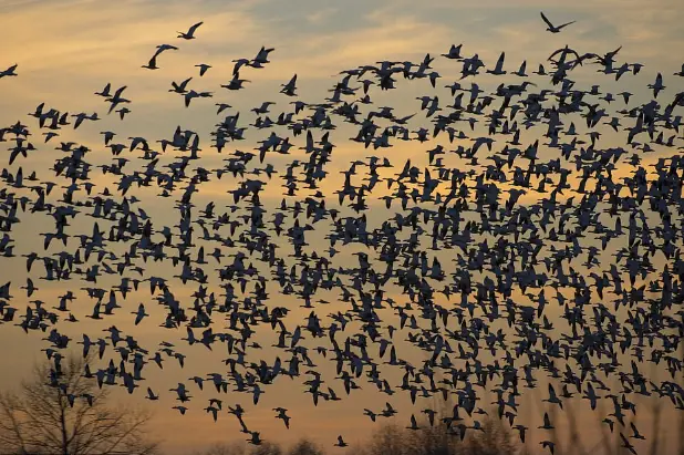 นกนับล้านตัวเปลี่ยนพฤติกรรมบนท้องฟ้า นักวิทยาศาสตร์เตือน: “นี่คือสัญญาณจากธรรมชาติ”
