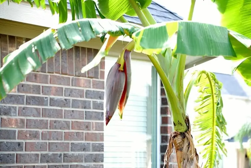 ต่อให้ชอบแค่ไหนก็ห้ามปลูก 3 ต้นไม้นี้หน้าบ้าน ระวัง! ขายบ้านก็ยังไม่พอใช้หนี้ ยิ่งปลูกยิ่