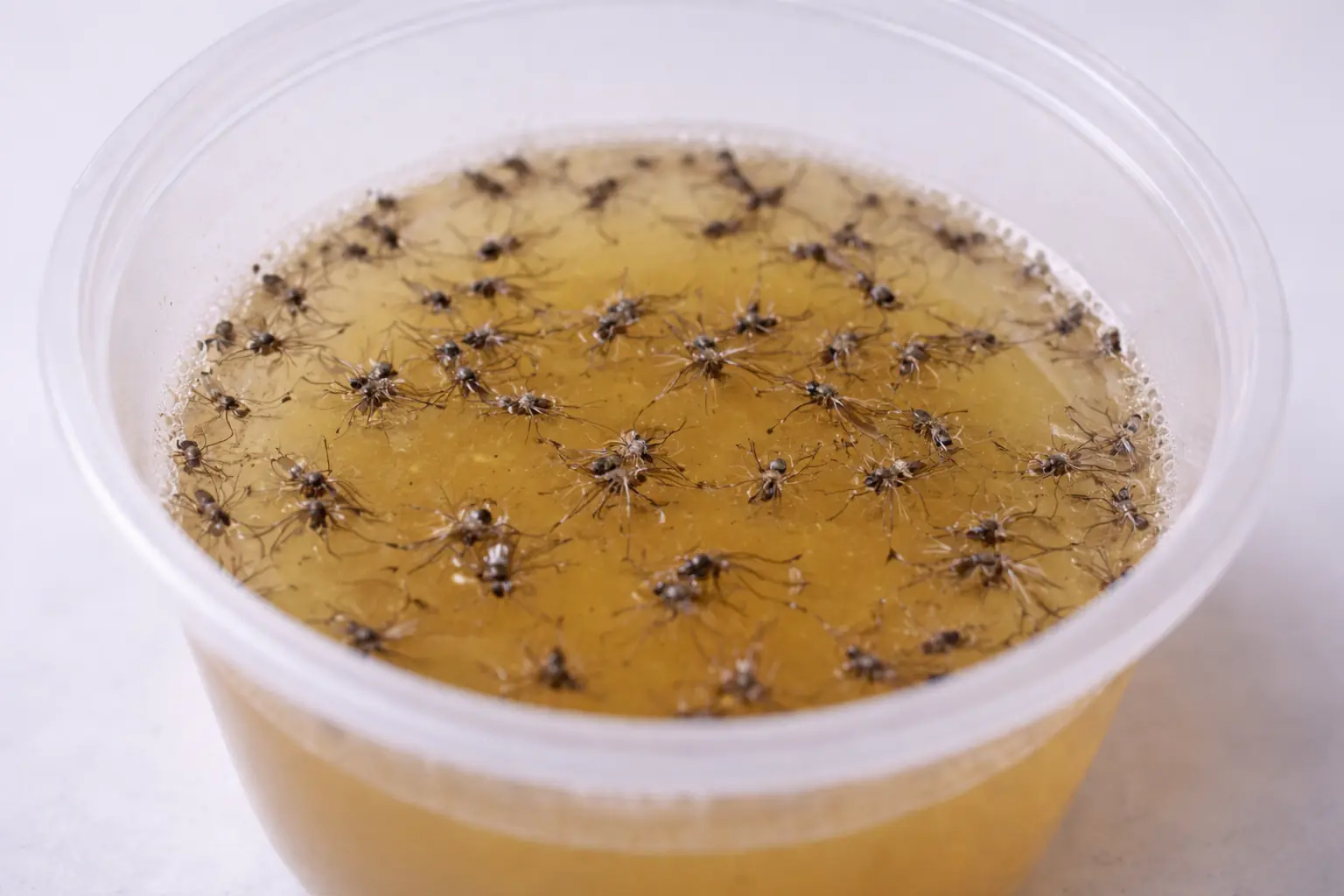 ยุงกลัวถ้วยน้ำนี้ที่สุด วางไว้ในบ้าน ต่อให้ยุงเยอะแค่ไหนก็หนีหาย นอนหลับได้อย่างสบายใจ