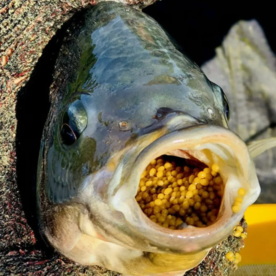 ต่อให้ราคาถูกแค่ไหน ก็ควรหยุดกินปลานิลตั้งแต่วันนี้ เพราะว่า…