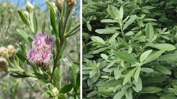 หากโชคดีพบต้นไม้นี้ อย่าเพิ่งรีบตัดทิ้ง คนหลายพันคนได้ประโยชน์จาก 7 สูตรยาจากใบของมัน