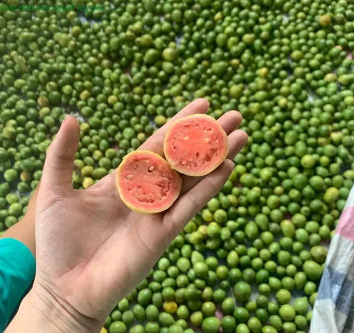 สิ่งที่หลายคนยังไม่รู้ก็คือ ทำไมผลไม้นี้จึงช่วยลดน้ำตาลในเลือดได้เร็วกว่าฉีดอินซูลิน แ