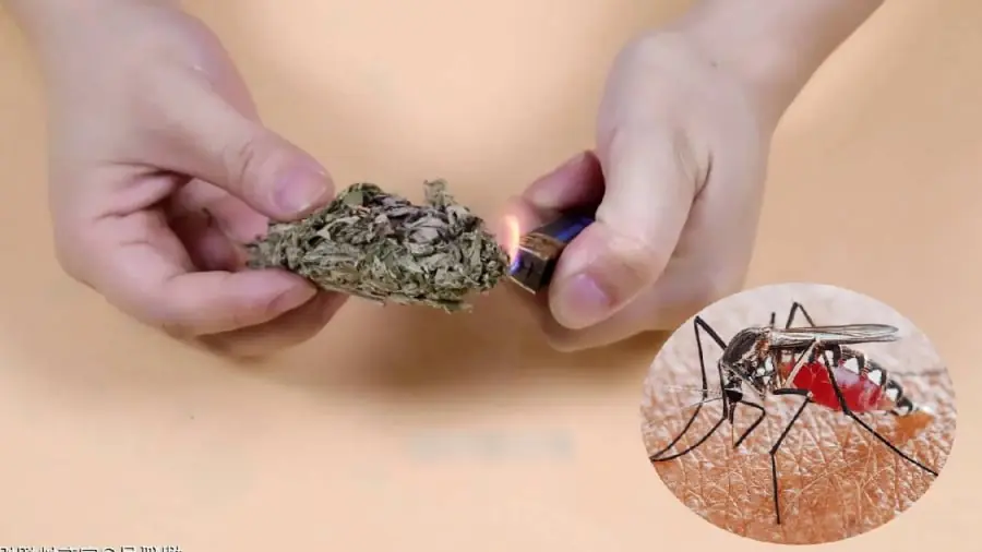 วางใบไม้ชนิดนี้ไว้ในห้อง ยุงหายเกลี้ยง บ้านหอมสดชื่นตลอดเวลา