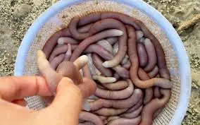 ของพิเศษที่เรียกว่า “โหง่วกุ่ยฮาทุย” ในอดีตใช้ถวายกษัตริย์ ปัจจุบันเปรียบเสมือนยาชั้นดี