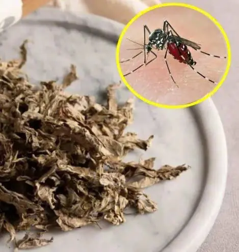 วางใบไม้ชนิดนี้ไว้ในห้อง ยุงหายเกลี้ยง บ้านหอมสดชื่นตลอดเวลา