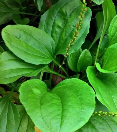 หากคุณโชคดีได้พบเห็นพืชชนิดนี้ อย่ารีบตัดมันทิ้ง เพราะมีผู้คนนับพันได้รับการฟื้นฟูสุขภ