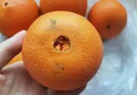 ส้ม “สะดือใหญ่” กับ “สะดือเล็ก” ต่างกันมาก ไปตลาดอย่าลืมดูให้ดี ไม่อย่างนั้นอาจได้ส้มเปรี