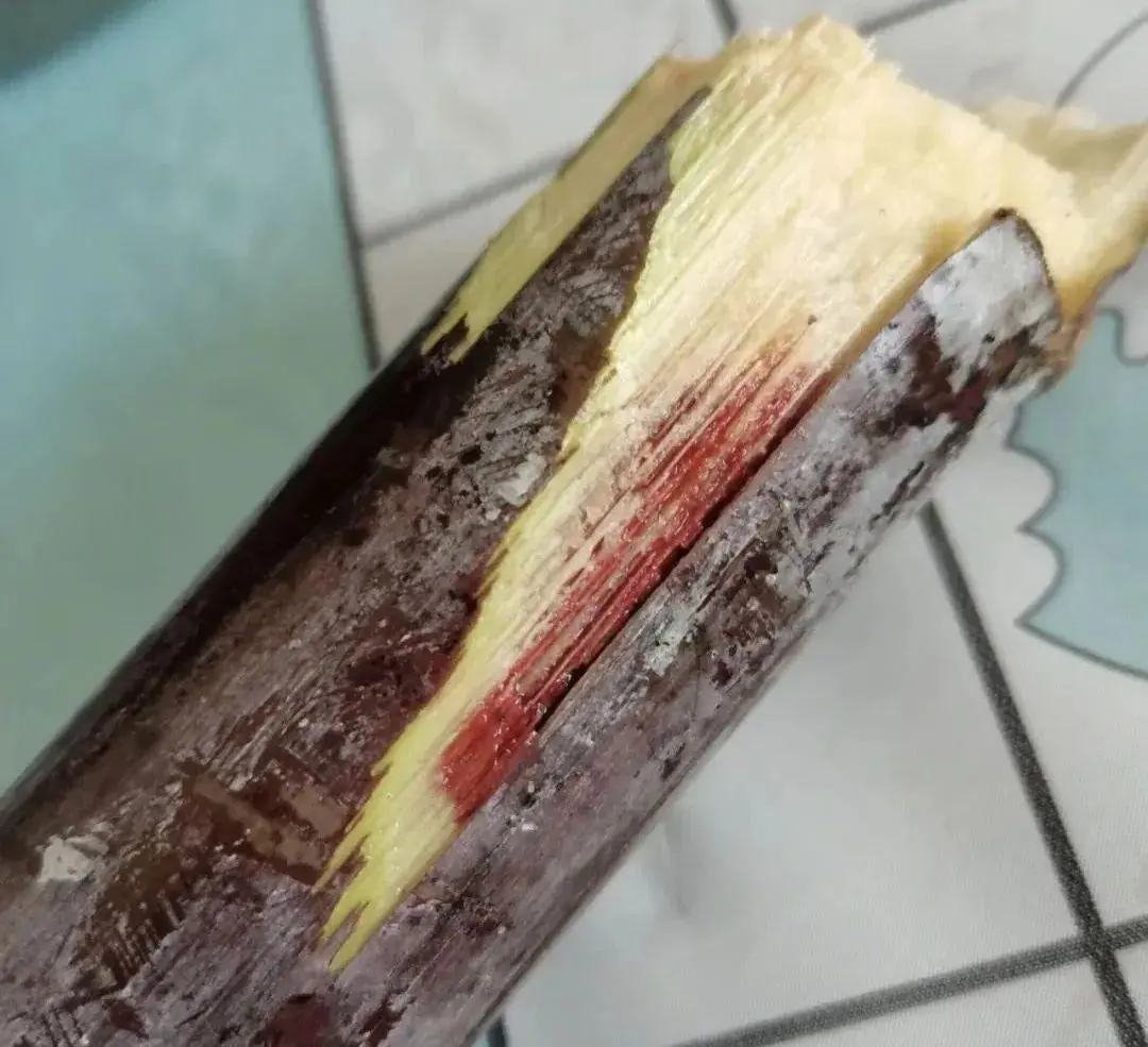 ผู้เชี่ยวชาญเตือนว่า: การบริโภคอ้อยในลักษณะนี้อาจนำไปสู่การเข้ารักษาตัวในโรงพยาบาลจากโ