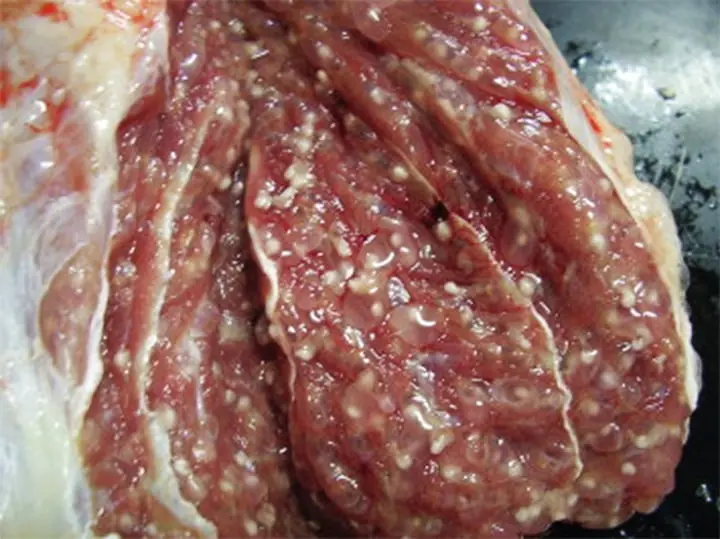 กินเนื้อหมูป่วยอันตรายไหม วิธีเลือกเนื้อหมูสดสะอาดปลอดภัยห่างไกลโรค