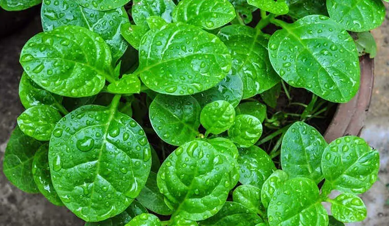 ผักกระสัง พืชมหัศจรรย์ใกล้ตัว สรรพคุณทางยาสูง ช่วยบำรุงสุขภาพและดูแลผิวพรรณ