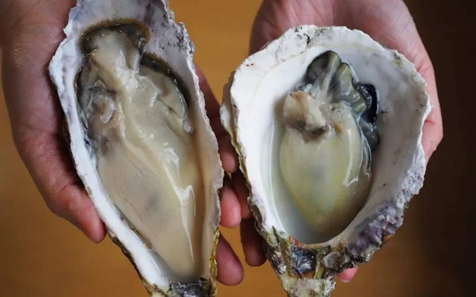 ประโยชน์ของหอยนางรมสำหรับผู้ชาย กินแล้วเห็นผลเมื่อไหร่?