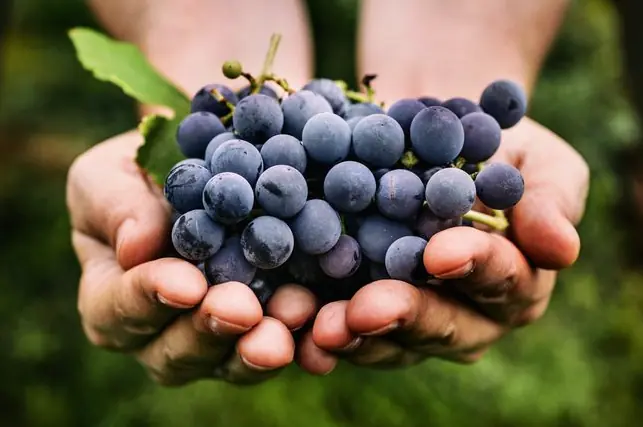 ม.ฮาร์วาร์ด เปิดชื่อ 4 "ผลไม้อายุยืน" อันดับ 1 คาดไม่ถึง คนไทยได้ยินชื่อแล้วร้องอ๋อ