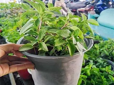 ทำไมควรปลูกต้นโหระพาไว้ในบ้าน? มีประโยชน์หลากหลายตั้งแต่ด้านสุขภาพไปจนถึงฮวงจุ้ย