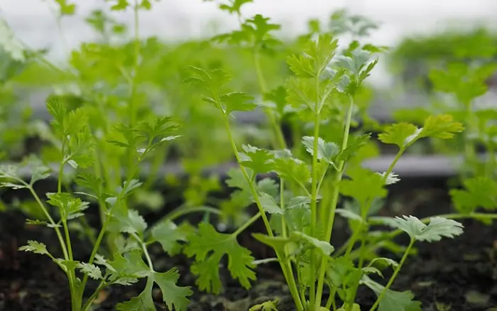 ผักชนิดหนึ่งช่วยขั.บโล.หะห.นักออกจากร่าง.กายตามธรรมชาติ ซึ่งในเวียดนามมีอยู่มาก