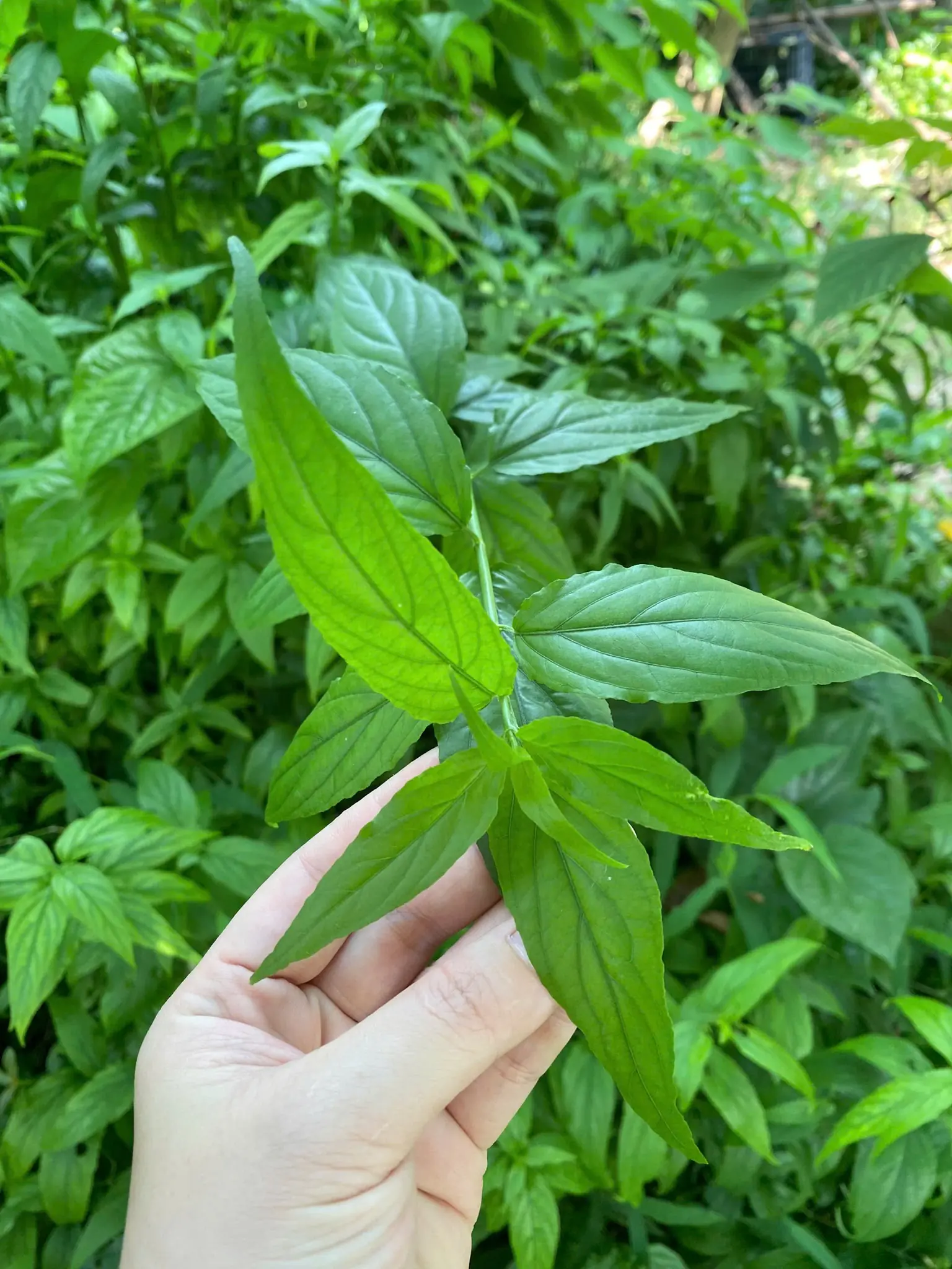 ปัญหากวนใจของวัยเก๋า อาการปวดตามข้อที่เรื้อรังมานานกว่า 10 ปี