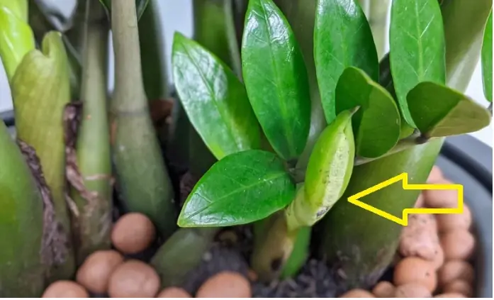 แค่เติมสิ่งนี้ลงที่โคนต้น “วาสนาเงินทอง” ยอดอ่อนจะแตกออกเต็มต้น เขียวสวยขึ้นทันตา