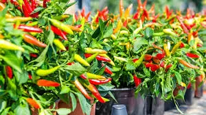 ปลูกพริกที่บ้าน อย่ารดน้ำอย่างเดียว! ชาวสวนรุ่นเก๋าสอนเคล็ดลับ ให้พริกดกเต็มต้น รีบเรียน