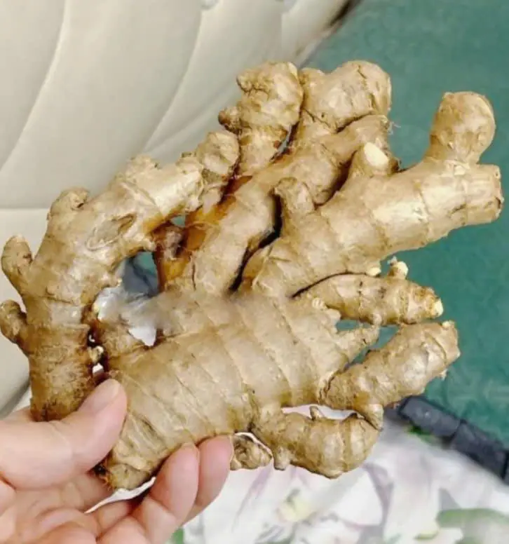 5 ประโยชน์ของการวางขิงไว้ข้างหมอนขณะนอนหลับ