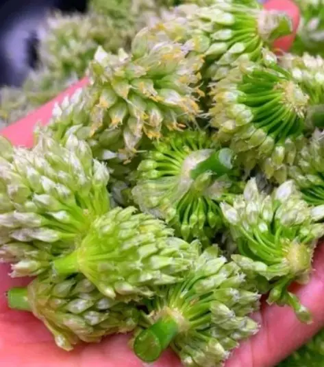 ผักชนิดนี้ค่อนข้างเป็นที่นิยม แต่มีคนรับประทานไม่มากนัก การรับประทานอย่างถูกวิธีสามารถ