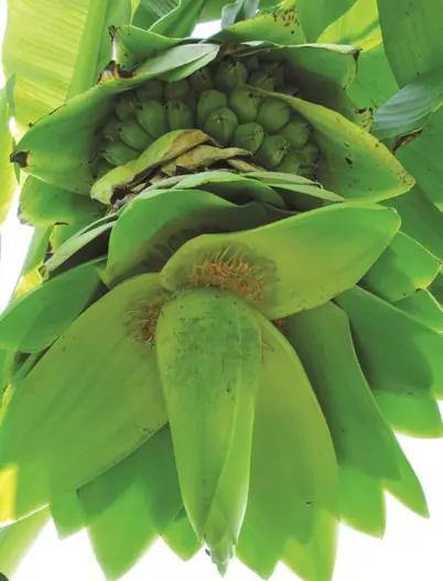 5 ต้นไม้ที่ไม่ควรปลูกใกล้บ้าน ต่อให้สวยแค่ไหนก็ไม่ควรปลูก ไม่ใช่เรื่องโชคลาง แต่เสี่ยงทำ