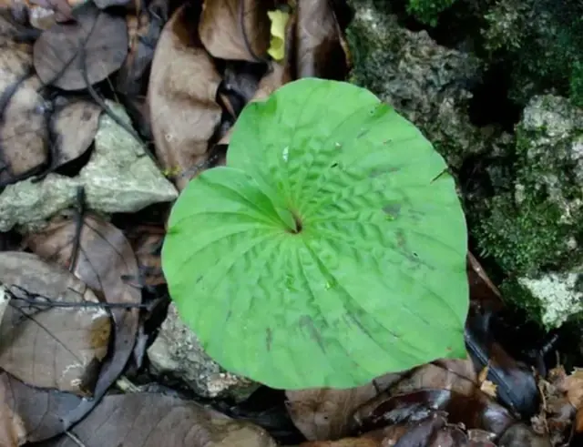 พืชหายากที่สุดชนิดหนึ่งของโลก มีเพียงใบเดียวตลอดทั้งชีวิต ถูกนำมาใช้เป็นยาเพื่อช่วยลดค