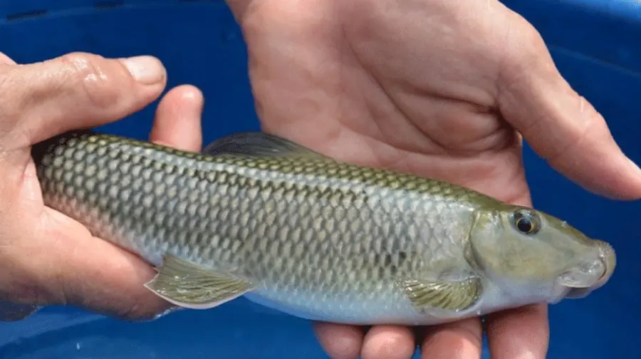 ปลาที่เลี้ยงยาก 4 ชนิด เนื้ออร่อย มีประโยชน์ ไม่มีกลิ่นคาว คนรวยตามหาซื้อทีละตัว