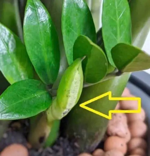 แค่เติมสิ่งนี้ลงที่โคนต้น “วาสนาเงินทอง” ยอดอ่อนจะแตกออกเต็มต้น เขียวสวยขึ้นทันตา