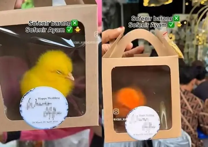 บ่าวสาวแจก "ของชำร่วยมีชีวิต" ใส่กล่องมาทั้งเป็.น งานแต่งที่ถูกชาวเน็ตส.าปมากกว่าอวยพร