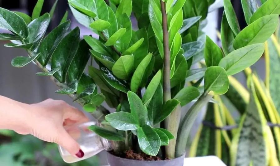 ต้นไม้เงินไม่เหมาะกับคนสองราศีนี้อย่างยิ่ง: อย่าปลูกมันไว้ในบ้าน มิเช่นนั้นคุณจะสูญเสีย