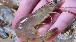 เมื่อไปตลาดให้เลือก “กุ้งตรง” หรือ “กุ้งโค้ง” ความแตกต่างใหญ่มากแต่