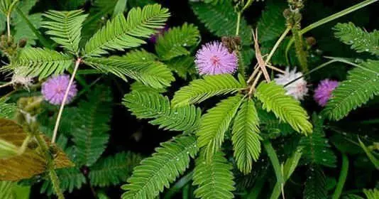 พืช 3 ชนิดที่ขึ้นเต็มสวน คนส่วนใหญ่มองข้าม แต่จริงๆ แล้วเป็นสมุนไพรที่มีสรรพคุณดีมาก