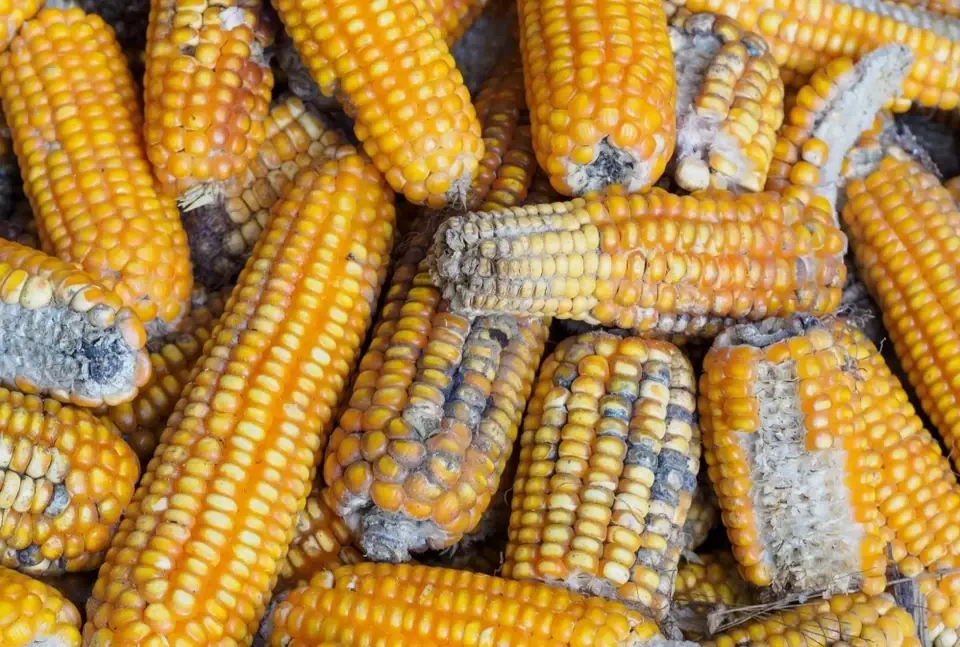 ผัก 4 ชนิดที่แอบ “เลี้ยง” เซลล์มะเร็งแบบเงียบๆ มีแทบทุกบ้าน