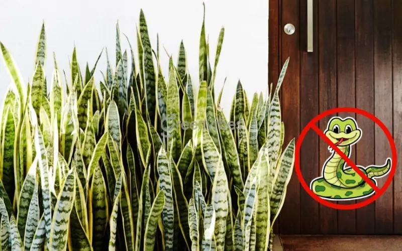 4 พรรณไม้ไล่อสรพิษ เสริมดวงชะตา ปกป้องคุ้มครองคนในบ้าน