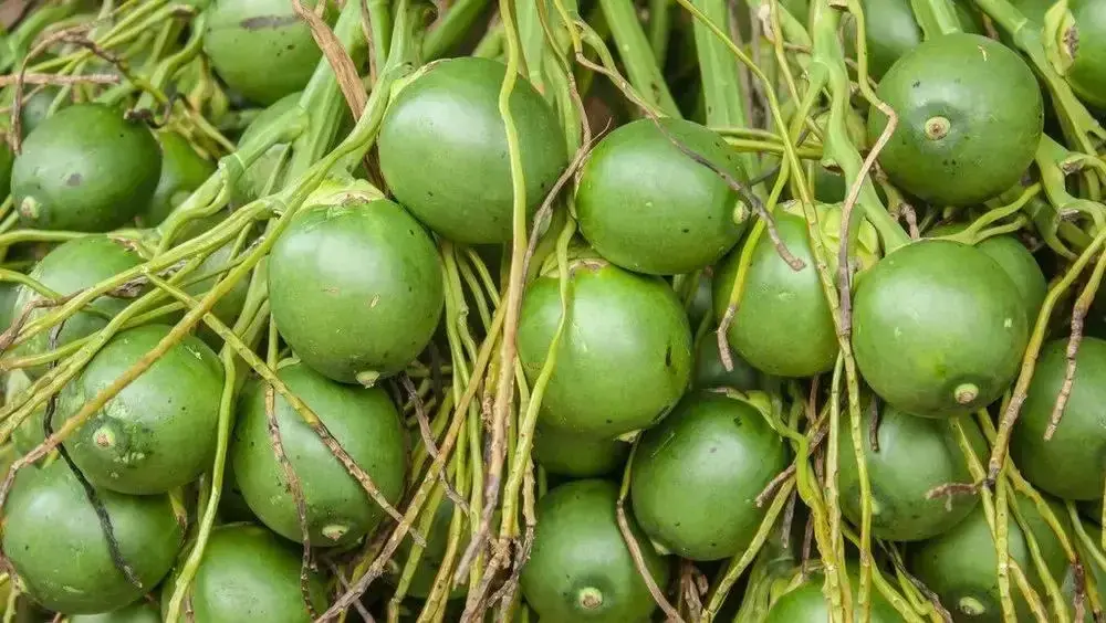 หมาก พืชสีเขียวที่ดูไร้พิษภัย แต่ซ่อนอันตรายถึงชีวิต