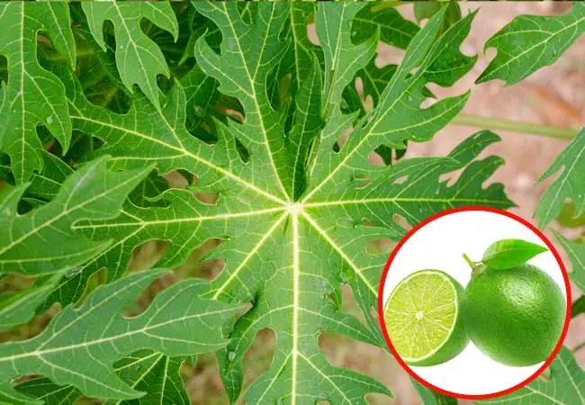 พืชชนิดนี้ที่พยาธิสุนัขและแมวกลัว ช่วยลดความเสี่ยงจากตัวอ่อนพยาธิในบ้านได้