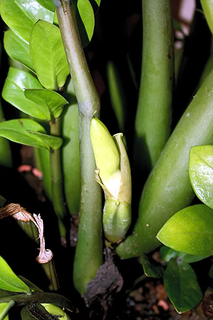 แค่เติมสิ่งนี้ในน้ำรด “กวักมรกต” ใบเขียวแตกเต็มต้น โตไว โชคลาภไหลเข้าบ้าน