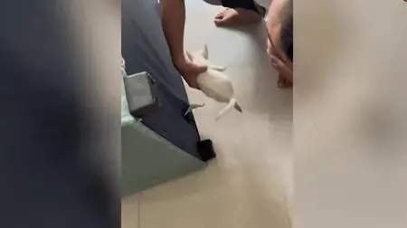 ขนลุก!! ซื้อโซฟาเข้าบ้าน ได้ยิน "เสียงร้อง" ไม่หยุด อัดคลิปเอามีดกรีดพิสูจน์ โผล่มาตัวเป็นๆ