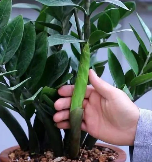 ต้นไม้เงินไม่เหมาะกับคนสองราศีนี้อย่างยิ่ง: อย่าปลูกมันไว้ในบ้าน มิเช่นนั้นคุณจะสูญเสีย