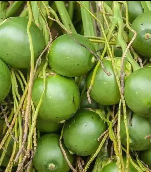 ผลไม้ชนิดนี้ถูกระบุว่าเป็นทั้งสารเสพติดและสารก่อมะเร็ง แต่หลายคนก็ยังคงเสพติดมันอยู่!