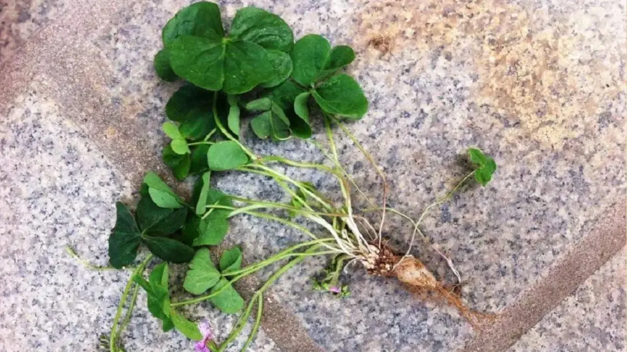 กินผักกำมือนี้ ดีกว่าดื่มโสมเสียอีก ขึ้นเต็มชนบทแต่คนส่วนใหญ่กลับมองข้าม