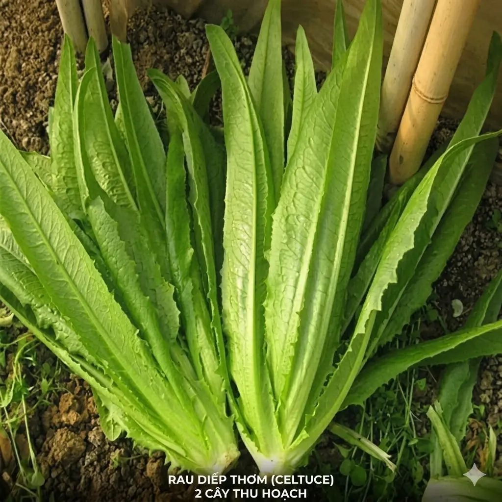 ไม่ว่าบ้านจะแคบแค่ไหน ก็ควรปลูก “ผักกาดหอม” ไว้ในบ้าน ไม่อย่างนั้นคุณอาจเสียดายทีหลัง