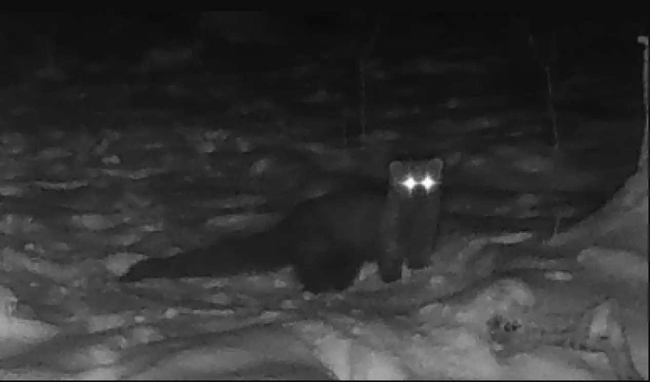 ปาฏิหาริย์มีจริง! กล้องกลางป่าจับภาพ "สัตว์หายาก" หลังสาบสูญไปนานกว่า 100 ปี